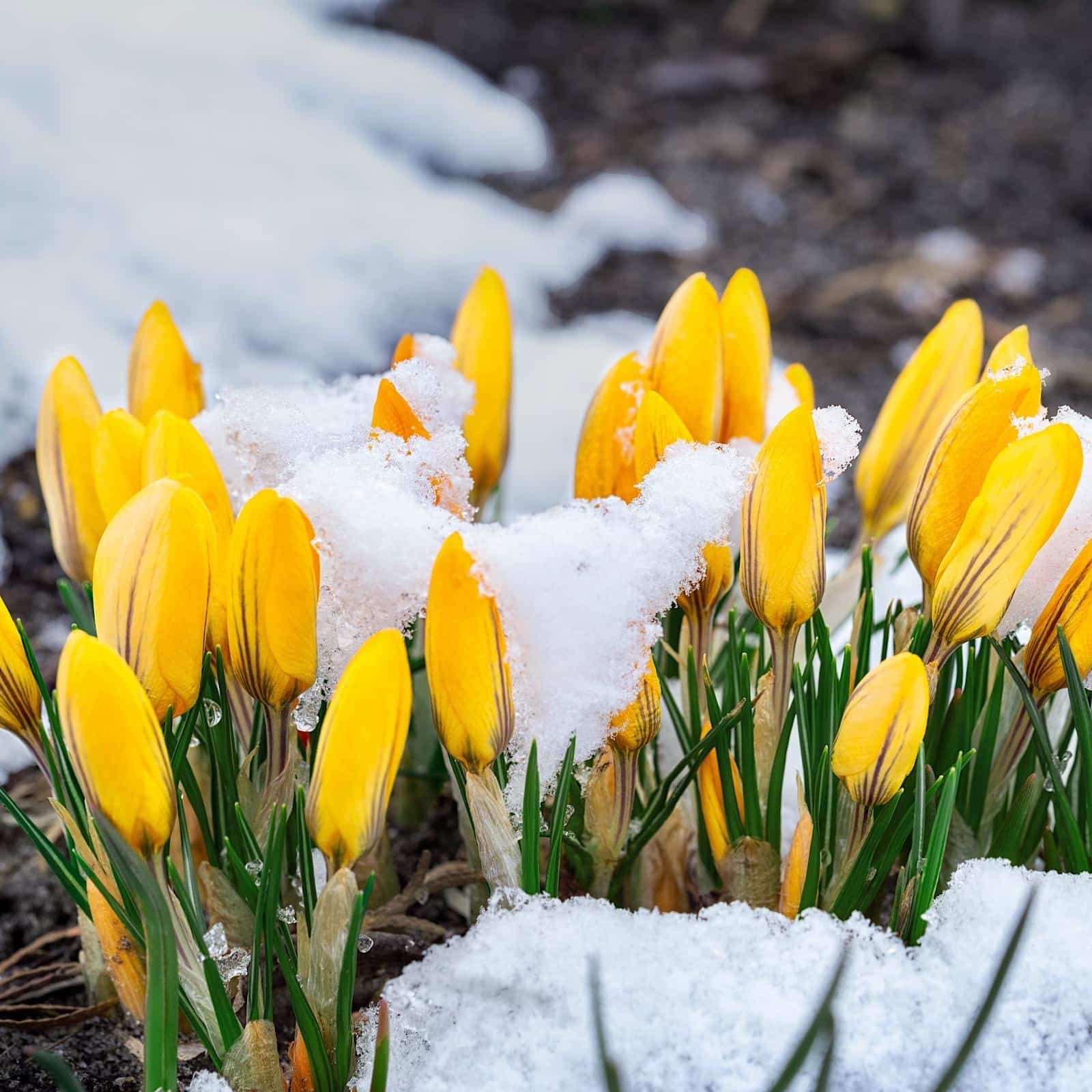 Rejoice! Spring Has Sprung in Ouray, Colorado