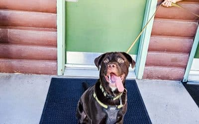 Why Pet-Friendly Rooms Make Ouray Trips Easier for Guests