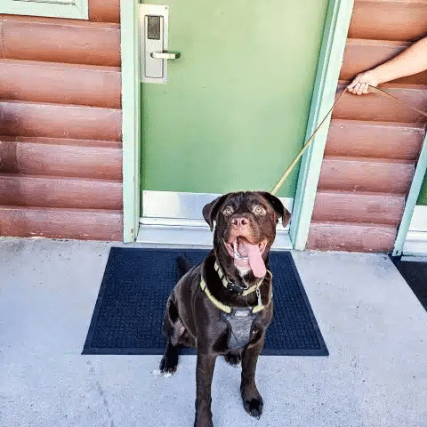A dog looking at the outside